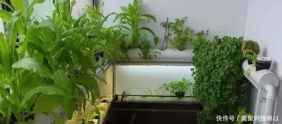 开槽|阳台别再晒衣服了,用一根水管,就能种出全家人吃的菜!