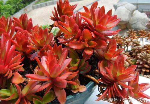 品种|老花匠养多肉7年,总结出4个耐热耐晒品种,安全度夏适合新手