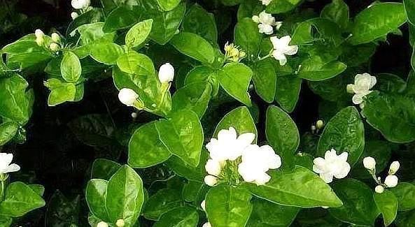 茉莉花刚萌芽,做好这些事,株型变漂亮,新芽出的多,开花一整年