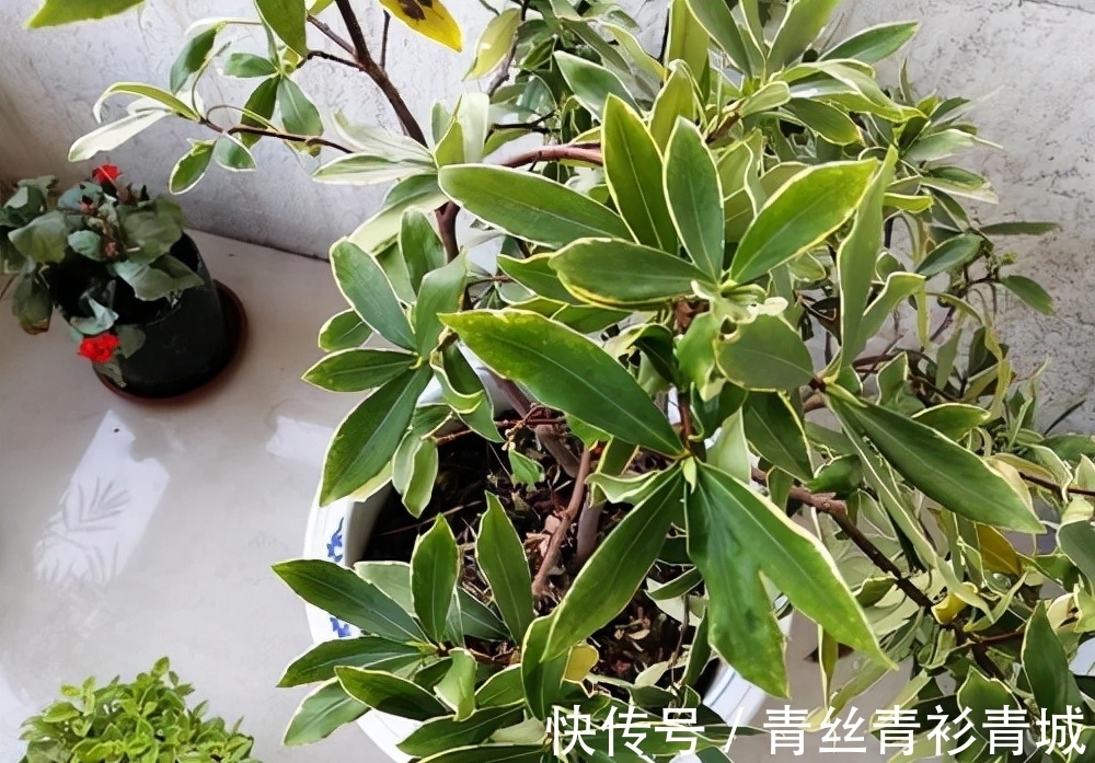 金边瑞香“越冷”开花越香浓,冬天做好4件事,满盆都是吉祥花