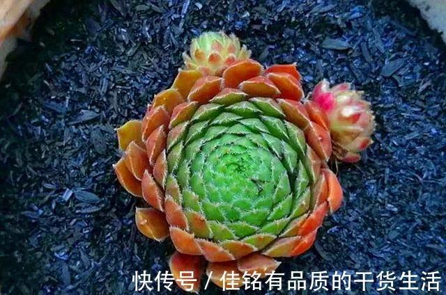 靠天吃饭多肉就会变美也不全是,有些多肉变美需要人工助力!