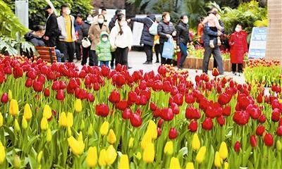 天津热带植物园郁金香文化旅游节 “花仙子”迎春来（图）