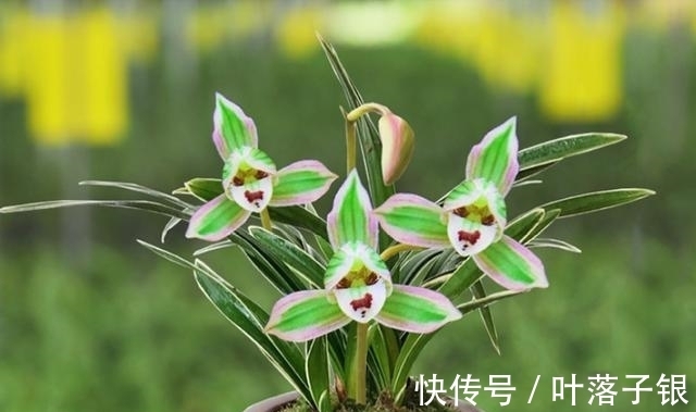 叶片|兰中珍品“帝王妃”,花开多色,香味淡雅,叶片圆润,不可多得