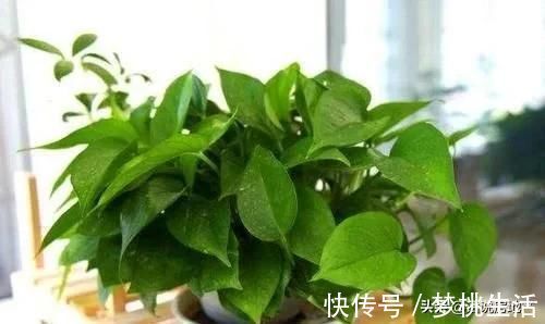 这种过期药片扔花盆里，不管多蔫的花一个劲疯长，不黄叶不烂根