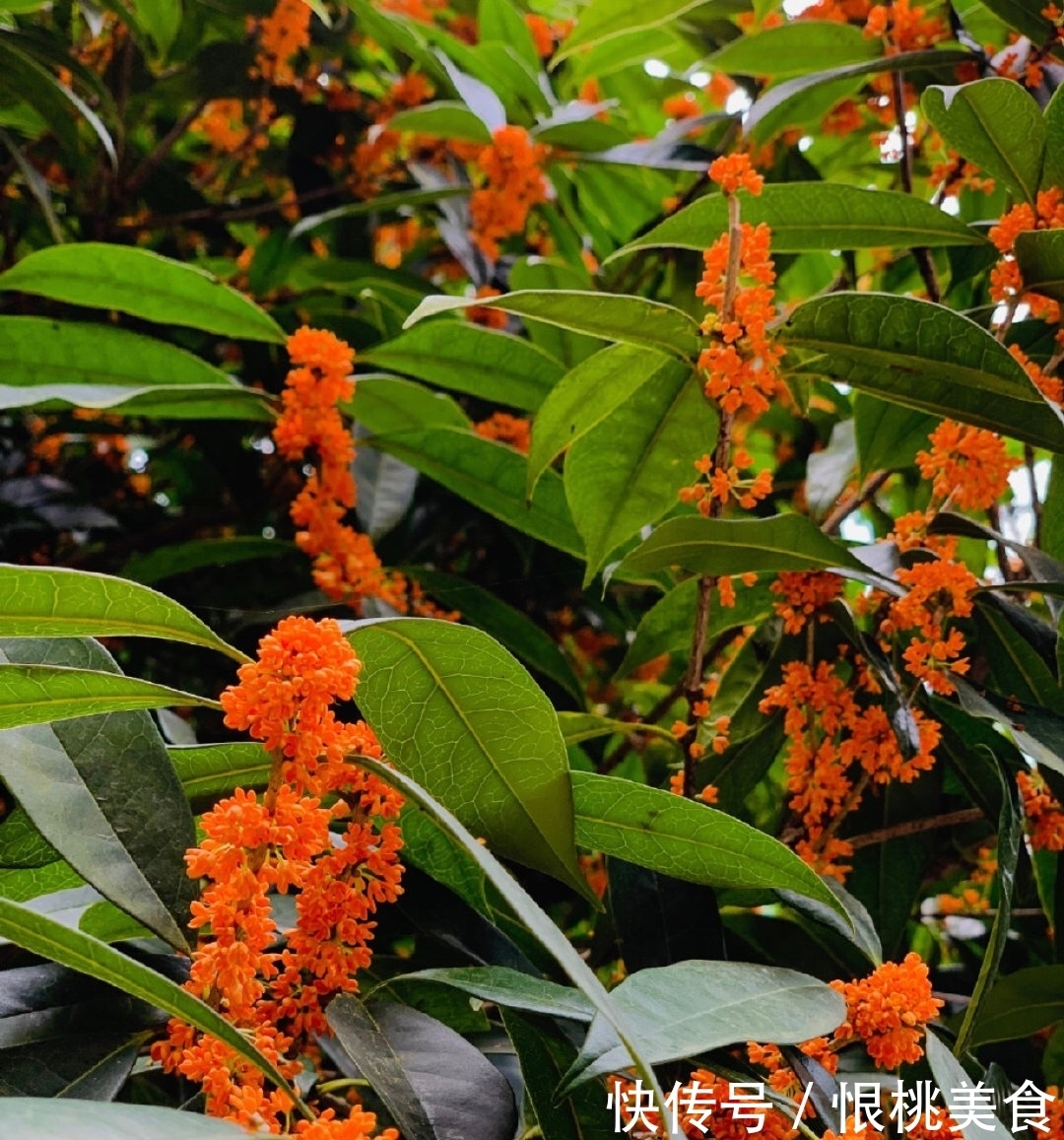 上的树种?抓住中秋,小编教你来一坛桂花蜜!