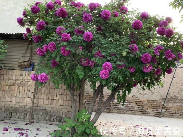 牡丹花|家有五树,儿孙都富!有院子建议栽5种树,看花,收果,寓意吉利