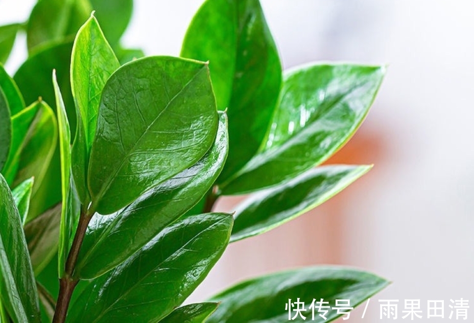 金钱树冬天怎么养?2个重点要了解,避免黄叶掉叶,茎杆黑腐