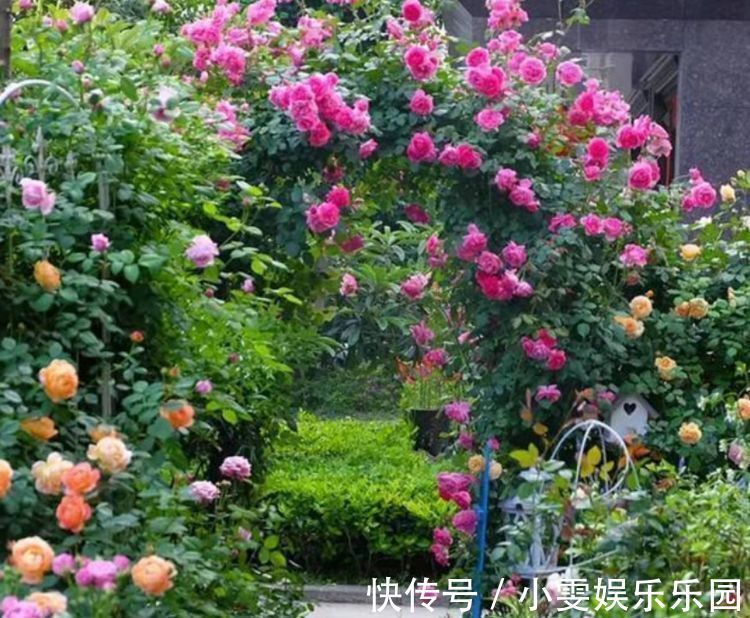 花朵|此款植物适合新手养,花期长达半年,花艳易爆盆,花朵妖绝迷人