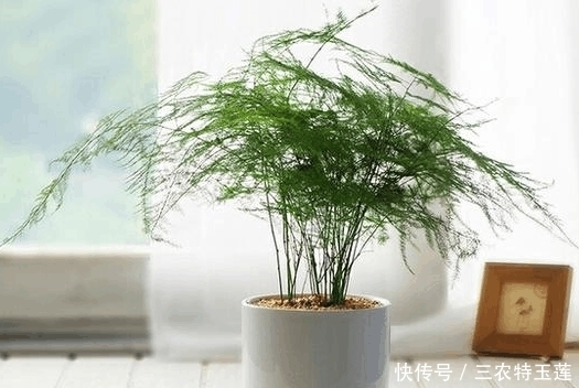 要想养好一盆文竹, 非常的不简单, 不信你看看