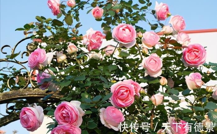 牡丹花|4种“富贵花”，南方养不好，北方能养几十年，爆成花树