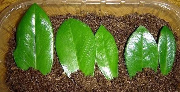 几种盆栽不必买,一片叶子丢土上,就能长爆一大盆!