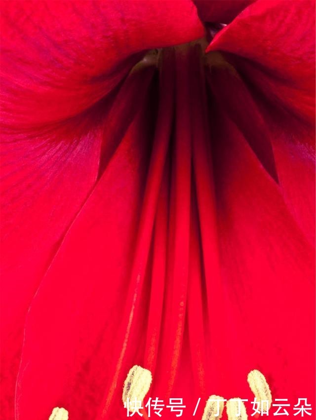 改刀切成|包菜白玉菇这做法太解馋,1周吃6次也不腻,不炒不炖,上桌就吃光