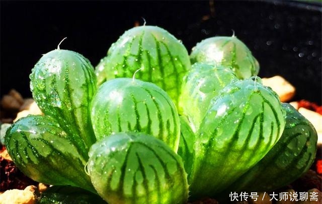 观音莲|3种最精美绿色多肉,要求低好养护,比工艺品还漂亮,最适合新手