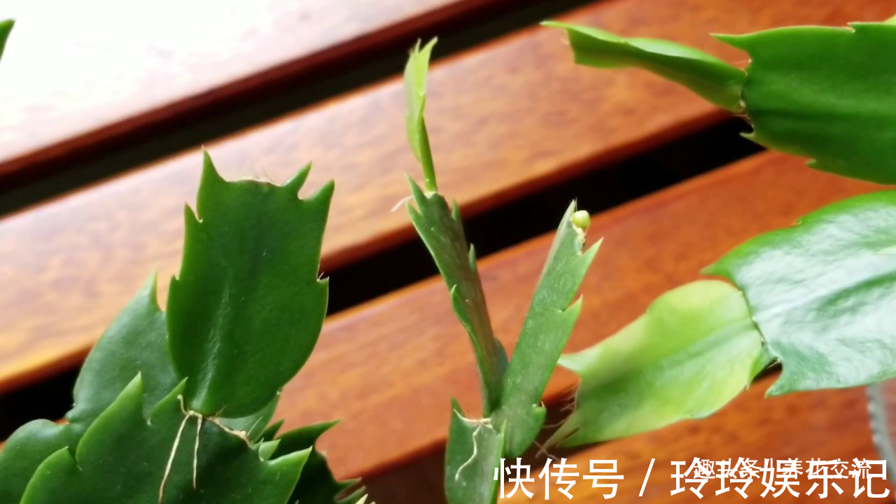 养盆栽蟹爪兰掌握10点就足够,看完就知道为啥叶子干瘪、不开花