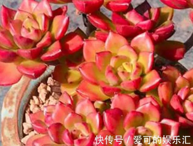 颗粒石|养殖蒂亚做好4件事,再也不徒长,还能养出通红似火的状态