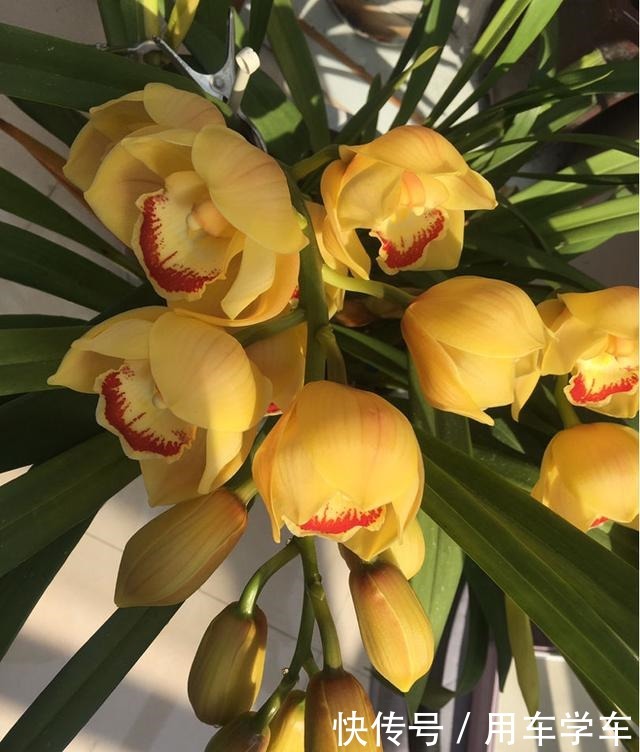 10种花特耐寒,零下5度也能养,冬天也有花看!