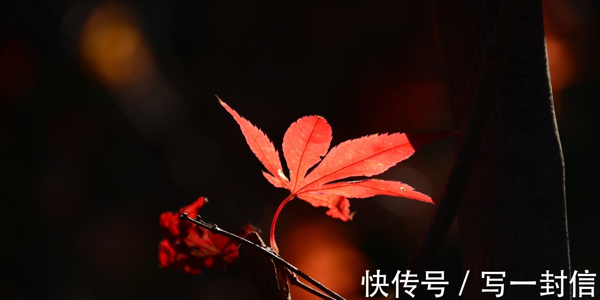 王和尚$秋到深处美如诗,33首诗词细读惊艳,句句都饱含深情,当代有好诗