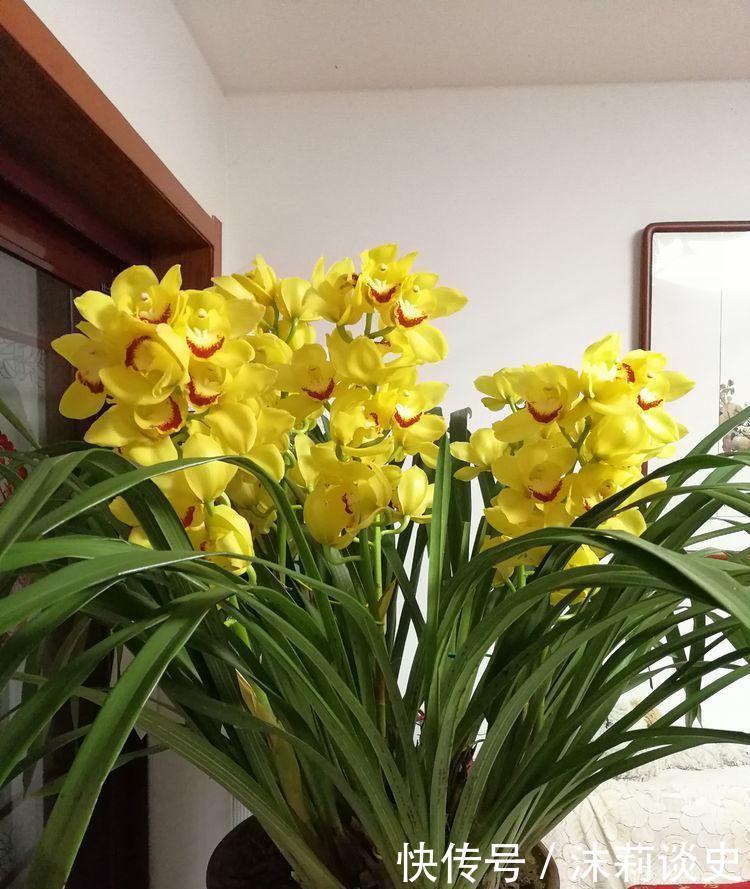 居家就养此款花卉,不闻不问,花开爆盆美如花,养在家中香飘满屋