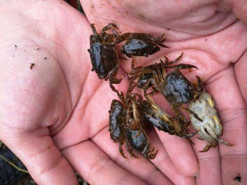 山涧溪流中才有,雨后一抓一大桶,一咬全是壳,却有很多人爱吃