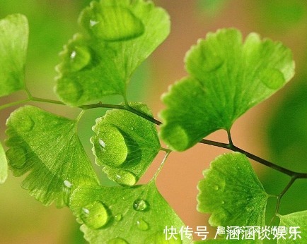 这三种绿植最适合放在客厅，既美观又健康，轻松蹭蹭长不停