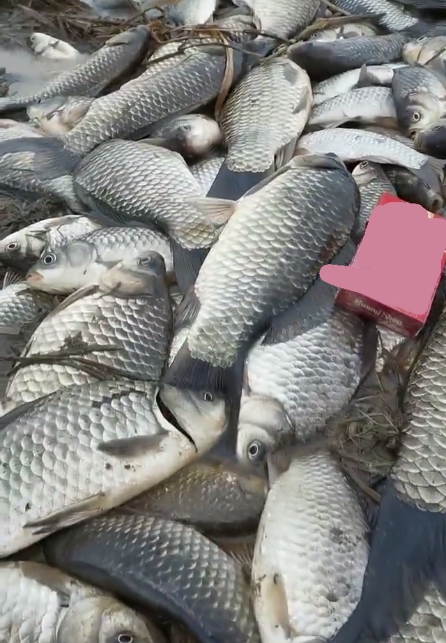 实拍洞庭湖退水后的滩涂,大鱼被人捡走,挑剩的小鱼在淤泥里等死