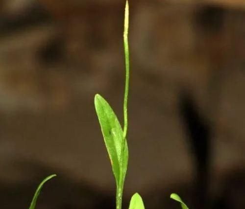 蛇咬子|此物俗称“一支箭”,是极品中药,一斤能卖600元,可惜少有人懂