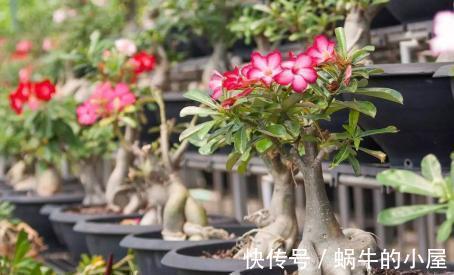 浇花|淘米水浇花有什么好处,掌握正确的方法非常关键