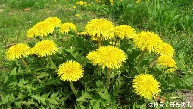 5種食物是天然的“強肝王”,經常吃一點,養肝排毒遠離肝病