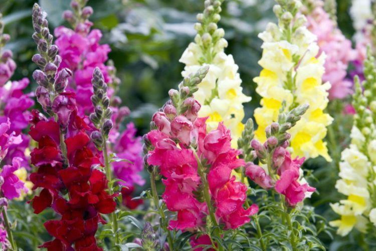 开花最香的4种花,家里养一盆,花朵硕大,满室馨香