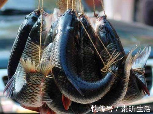 绳子|南方农村的'弓鱼术',能让鱼离水几天不死,是如何做到的呢
