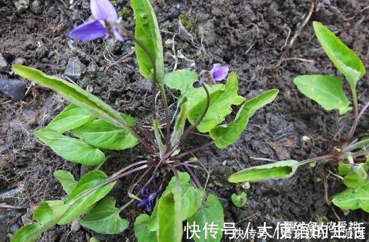 紫花|夏天到农村玩时，见到这种野草，记得一定要采摘一些回来！