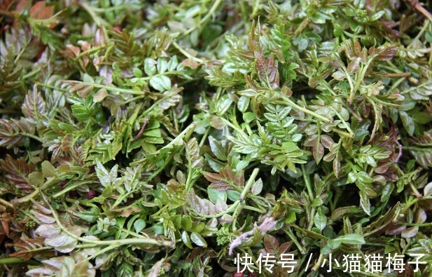 益母草|66种野菜大图片，带你见识不同的野菜和吃法，你想要的野菜这里有