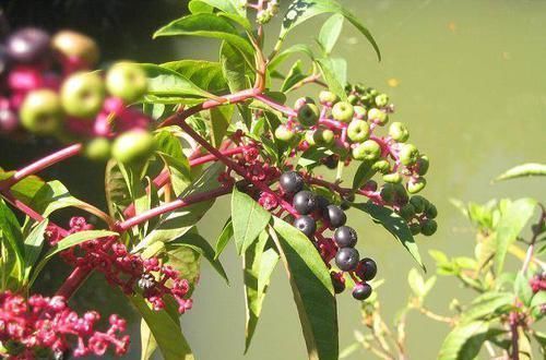 农村一种稀罕野草,形似山萝卜,根似人参,农民称之为“金七娘”