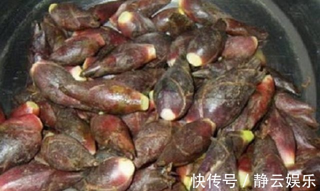 阳荷|山里人常吃舍不得卖,是糖尿病患者的福音!吃过吗