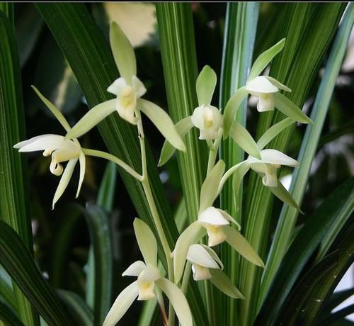  浓郁|它是建兰第一素心，还是线艺兰珍品，绿杆绿花，香味浓郁还好养