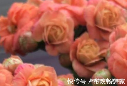 这3种花,一年四季都随便开,最适合小白懒人,阳台养花必备