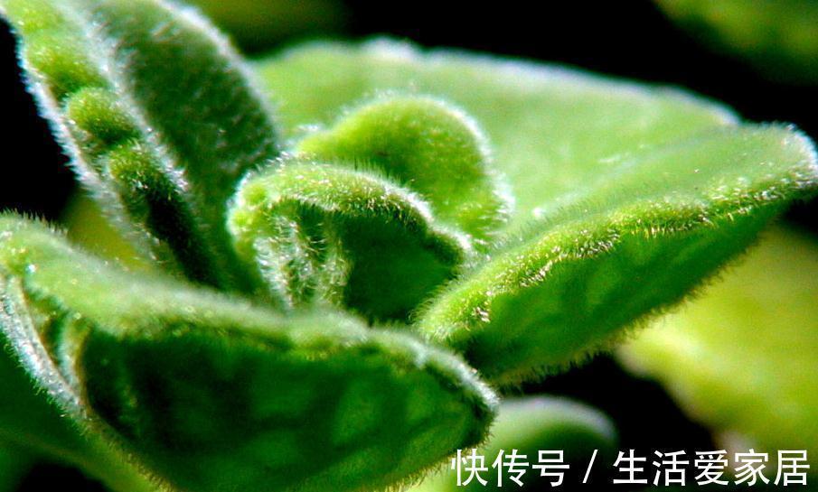 浇水|此种植物一碰一身香,不仅能驱蚊虫还能吃,聪明人都在养