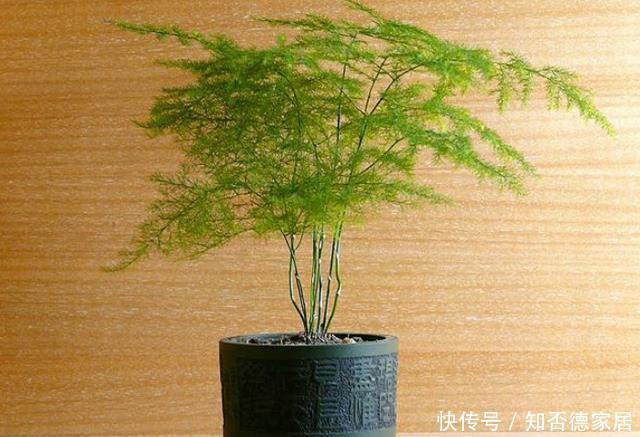 发黄干枯|天冷文竹容易黄叶,准是5个原因导致的,冬季养它要合理避免!