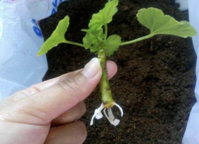 偷偷告诉你，别去买“2种花”，在家用枝条“扦插”，繁殖30盆！