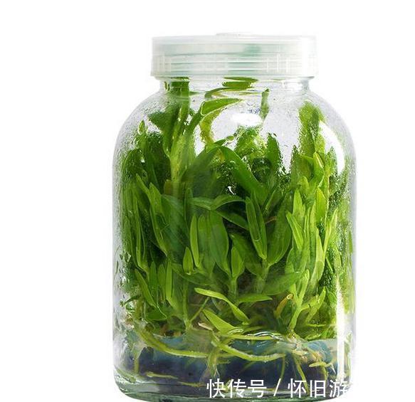 养花是一门艺术,聪明人养花有专门的技巧,怪不得养的那么好