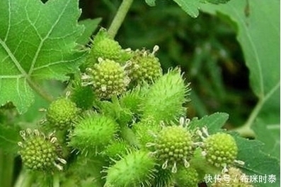 野菜|农村这野菜不吃是草，煮了是宝，促进肠胃蠕动，你知道吗？