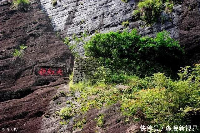 黄山|中国最贵的三棵树，前两棵配有警卫，最后一个却有点不一样