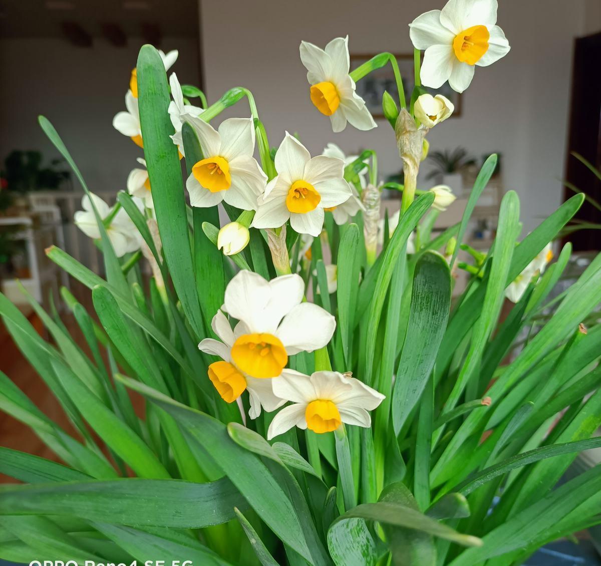 养花记住打开“小机关”,花朵嘭嘭开,爆成花团子