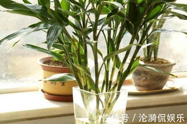 技巧|富贵竹长成“小树林”,水培“技巧”要牢记,水温都有学问