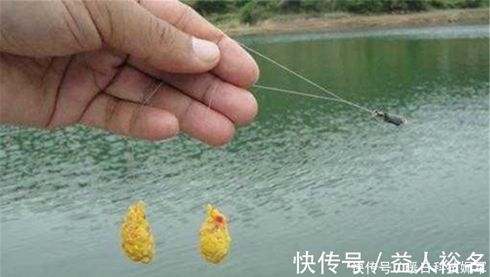 野钓鲤鱼的天然饵料,味道纯正天然,有助于连竿上鱼