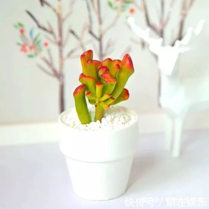 8种与“财”有关的植物,家里养几盆,招财旺宅,人人都喜欢!