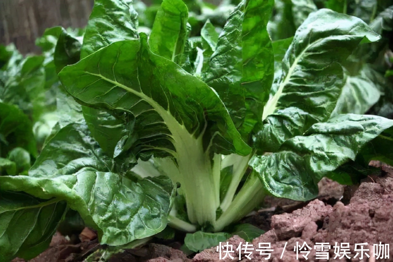 食物|女性想要身体好,推荐三种食物,排毒养颜,滋补身体,营养健康