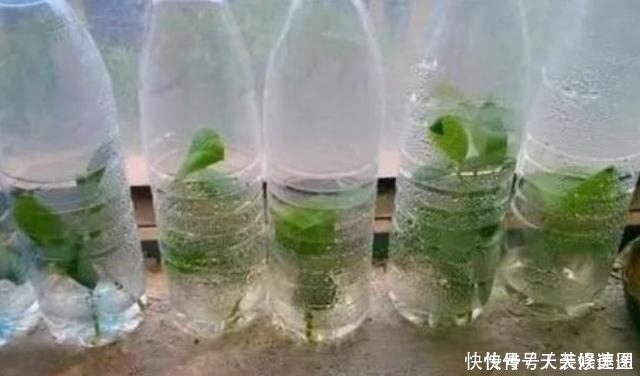 扦插|扦插月季不生根可以试试这个办法,15天长满大白根