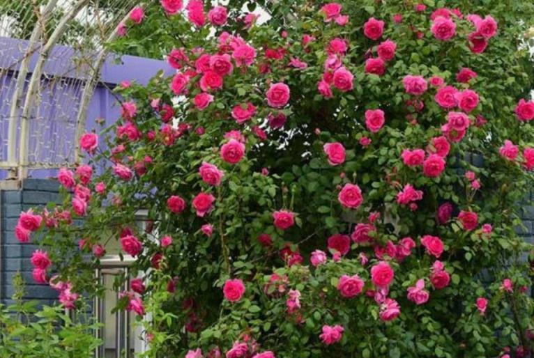 院子里养爬藤花越来越普遍,只有花开后,才明白有多美