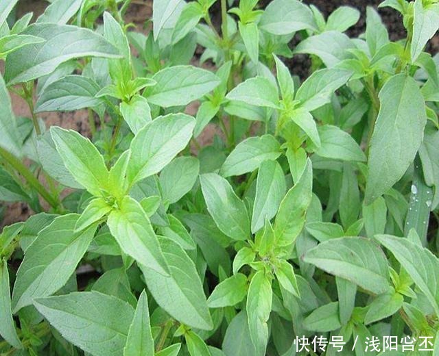 6种花，治蚊子，比蚊香还管用，夏天养10盆也不嫌多！